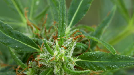 Close-up-cannabis-plant