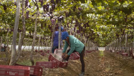 Two-female-vineyard-workers-gather-bundles-of-grapes-from-the-overhead-vine-canopy