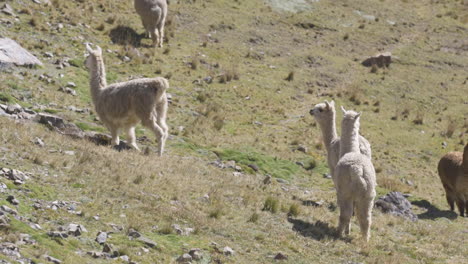 Eine-Herde-Alpakas-Und-Lamas,-Die-Sich-Von-Der-Kamera-Entfernen