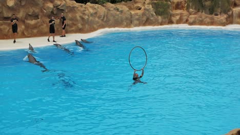 Dolphin-jumps-through-a-ring-held-by-its-trainer-during-dolphin-show-in-Loro-Parque,-Tenerife