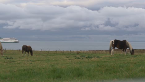 Two-Horses-in-the-Pasture-and-the-Passing-Irish-Ferry