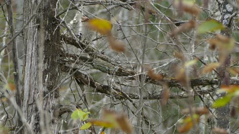 Drier-up-half-dead-vegetation-in-fall-is-still-hosting-wildlife-like-this-nuthatch-bird
