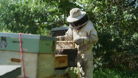Bienen-Sind-Eine-Ressource
