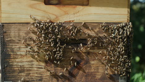 Schauen-Sie-Sich-All-Die-Fleißigen-Bienen-An