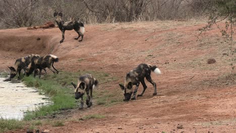 Welpen-Des-Afrikanischen-Wildhundes-An-Der-Tränke-Eines-Schutzgebiets,-Tiere-Im-Natürlichen-Lebensraum,-Wildtierkonzept