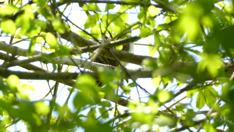 Brown-and-white-bird-takes-flight-from-its-hiding-spot-behind-leafy-branches