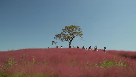 People-wearing-masks-take-pictures-at-Murhly-Grass-Hill-featured-in-many-Korean-dramas,-Anseong-Farmland,-South-Korea-wide-angle