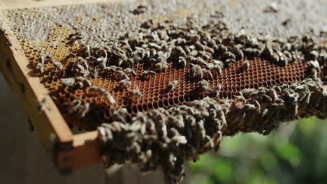 Honig-Ernten