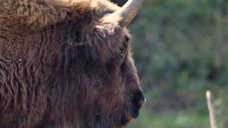 Closeup-of-a-european-bison-bonasus-bull-turning-its-head,Czechia
