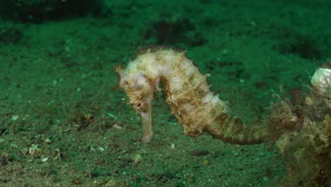 White-thorny-Seahorse