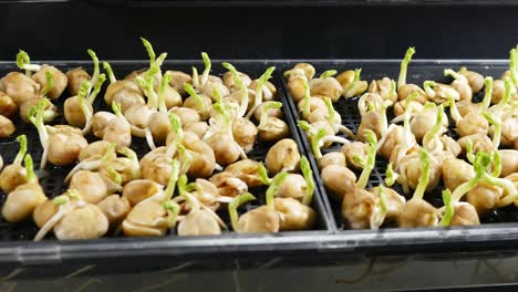 Microgreens-pea-seeds-7-day-old