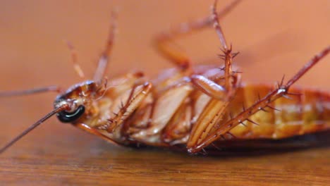 Kakerlake,-Insektenschutzmittel
