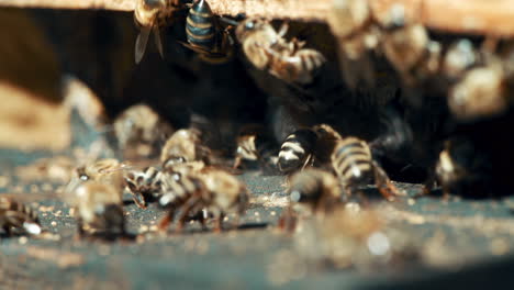 Bienen-Sind-Lebenswichtig-Für-Die-Umwelt