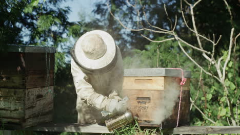 Die-Anwesenheit-Von-Bienen-Sorgt-Für-Ein-ökologisches-Gleichgewicht