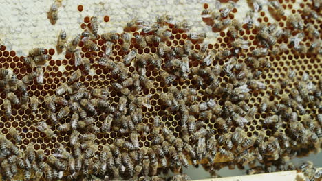 Ohne-Bienen-Kann-Baumwolle-Nicht-Wachsen