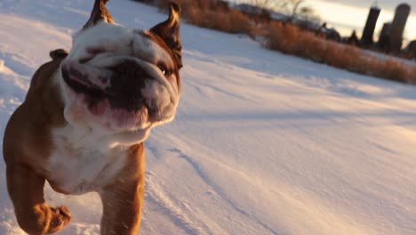 Bulldog-Corriendo-Rápido-A-Través-De-La-Nieve-Para-Mantenerse-Al-Día-Con-La-Puesta-De-Sol-Súper-Lenta-De-La-Cámara