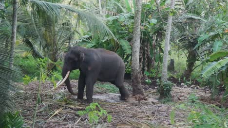 Temple-elephant-in-distress-chained-to-a-tree-looking-upset