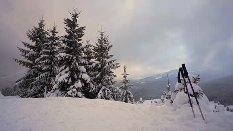 Skistöcke-In-Einer-Schneeverwehung-Unter-Nadelbäumen,-Bergen,-Tschechien