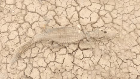 Dead-caiman-in-severe-drought-soil-cracks