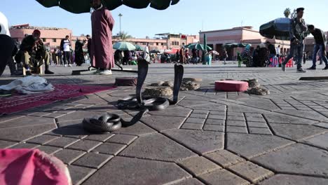 Cobras-and-Snakes-in-the-street-of-Marrakech-near-jemaa-el-fna