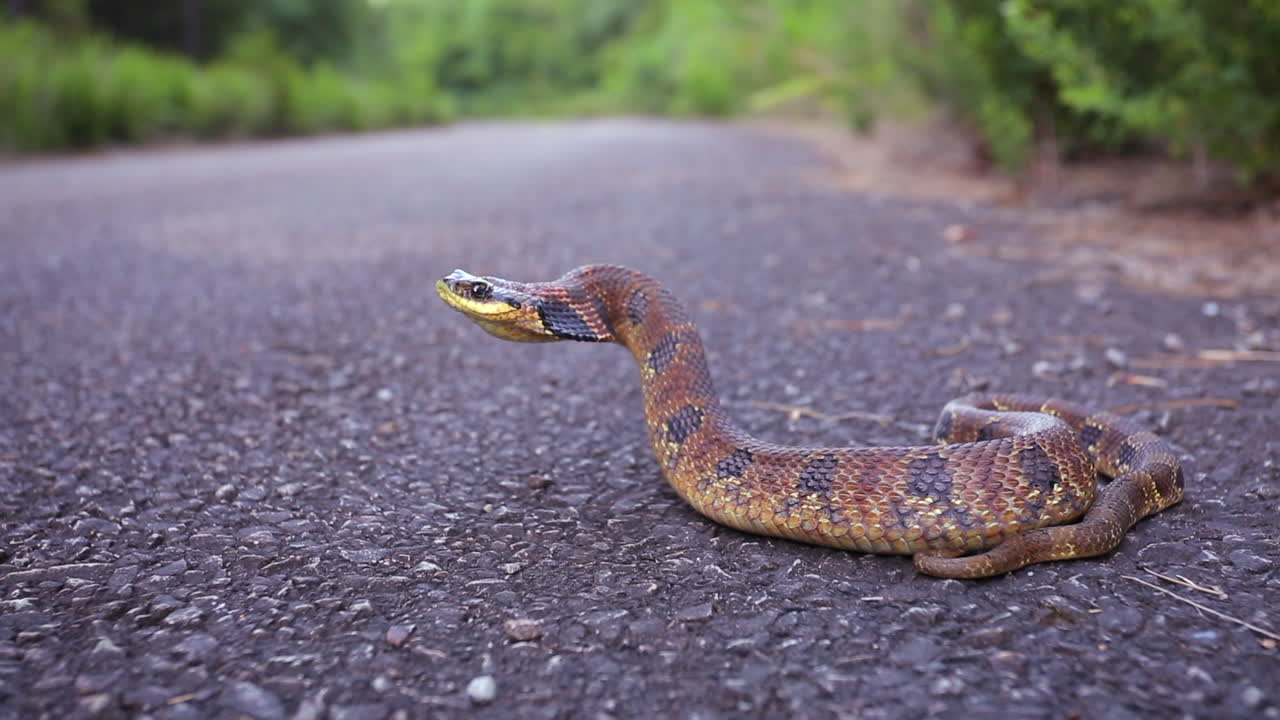 Premium Stock Video An Eastern Hognose Snake Heterodon Platirhinos