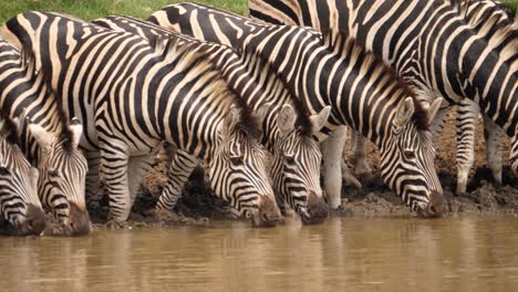 Slow-pan-left-across-Zebra-faces-drinking-dirty-water-from-muddy-pond