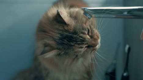 Funny-Ginger-Cat-Drinking-Water-From-The-Tap---Close-up