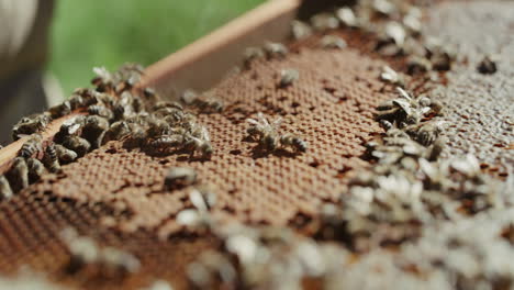 Bienen-Sind-Ein-Haufen-Geschäftiger-Körper