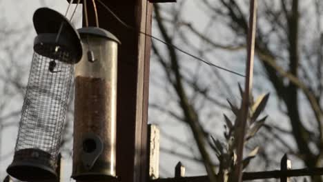 Bird-feeders-hang-from-bird-table-in-garden