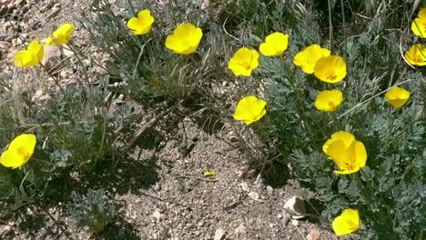 Bush-poppies-blowing-in-some-strong-wind-in-the-desert-of-southern-California