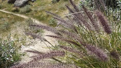 Tall-grass-right-along-the-Pacific-Crest-Trail-blowing-in-the-wind-in-southern-California