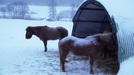 Pferde-Stehen-Draußen-Im-Schneesturm-In-Norwegen-Aus-Nächster-Nähe