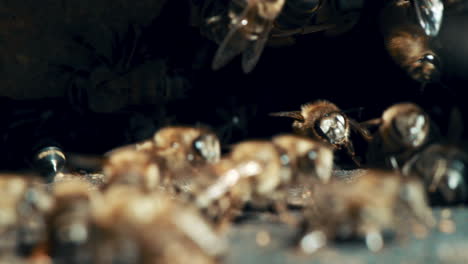 Ohne-Bienen-Würden-Viele-Pflanzen-Aussterben