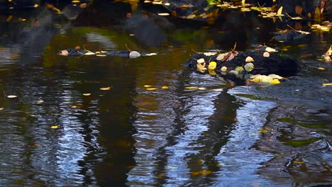 Slow-motion-footage-of-spawning-brown-trouts-in-Finnish-wilderness