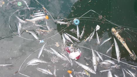 dead-fish-with-garbage-in-the-sea