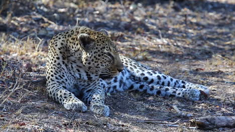 Ruhender-Erwachsener-Männlicher-Leopard,-Der-Aufwacht-Und-Seinen-Kopf-Hebt