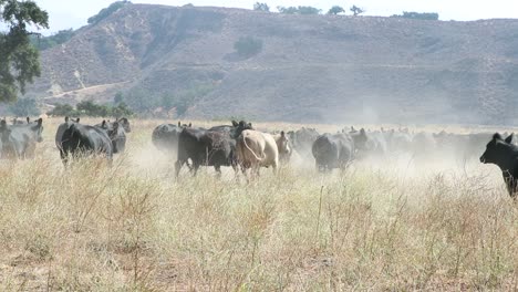 Herd-of-black-Angus-cattle-turning-and-running-away-from-the-camera