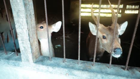 A-slow-motion-shot-of-two-deer-inside-a-cage-in-a-zoo