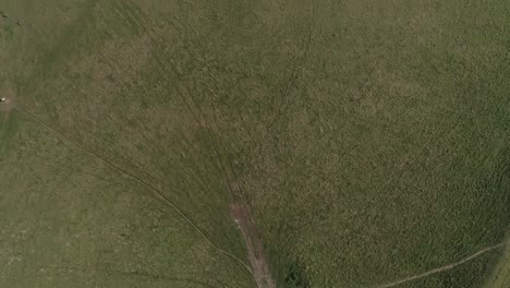 Aerial-top-down-over-the-western-gate-ramparts-of-the-iron-age-hill-fort,-Maiden-Castle