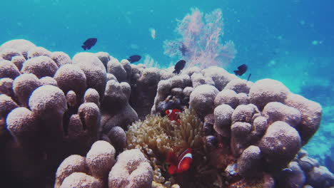 Einer-Der-Bekanntesten-Fische-Des-Korallenriffs