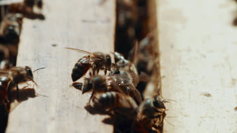 4K-Videoaufnahmen-Eines-Geschäftigen-Bienenstocks-Auf-Einer-Bienenfarm