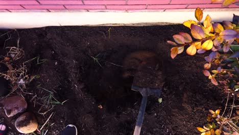 Digging-a-hole-in-a-flower-garden-on-the-side-of-a-house-in-the-suburbs-in-the-spring-time-in-slow-motion