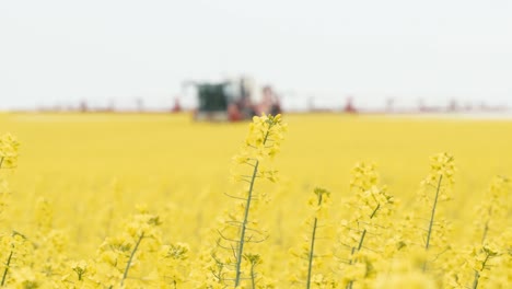 agricultural-machine-for-pest-control-at-work-in-a-field-of-rapeseed