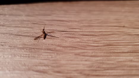 Half-dead-mosquito-still-moving-and-fighting-for-life,-static-close-shot