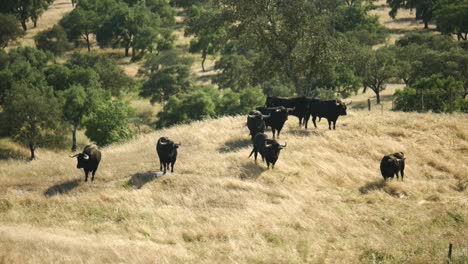 A-cattle-of-bulls-in-a-field-in-Alentejo,-Portugal