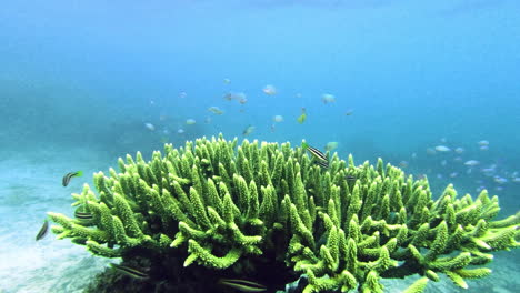 Eine-Vielzahl-Von-Fischen,-Die-Entlang-Eines-Korallenriffs-Schwimmen