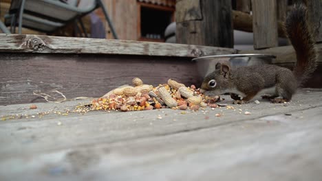 A-squirrel-approaches-the-camera-to-eat-nuts-on-the-ground