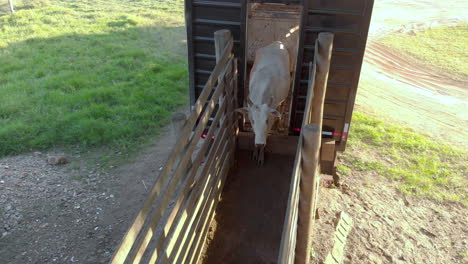 Oxen-coming-down-from-the-truck-straight-to-the-stable