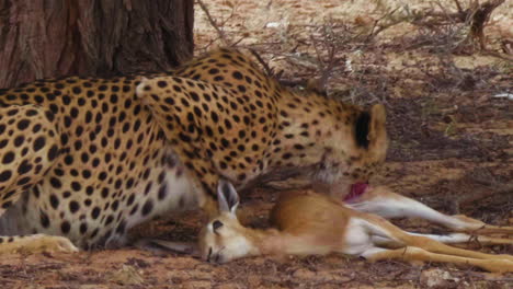 Cheetah-Feeding-On-A-Dead-Springbok-Calf-In-The-Heat-Rays-Of-The-Day-In-African-Wild---Medium-Shot