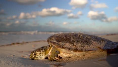 Beautifully-lit-by-setting-sun-dying-sea-turtle-as-it-rests-on-the-beach